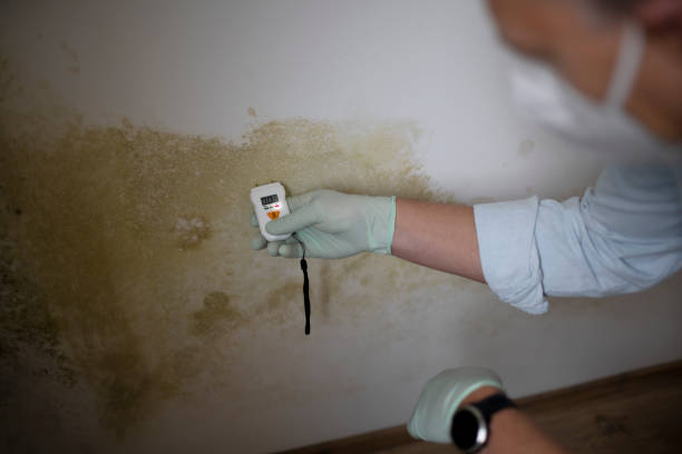 Best Residential Mold Removal  in Fruitvale, CO
