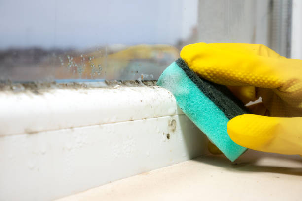 Best Office Mold Removal Services  in Fruitvale, CO