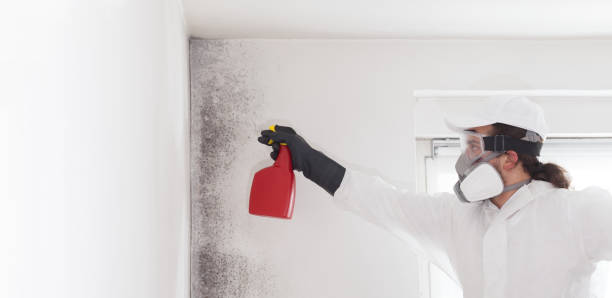 Best Certified Mold Removal  in Fruitvale, CO
