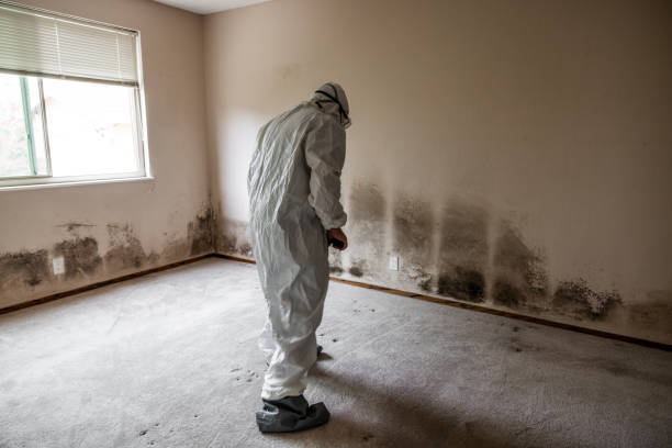 Attic Mold Removal in Fruitvale, CO